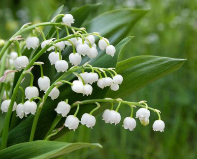 muguet-1200x972.jpg